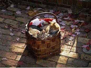 《沉没之城2》众筹到54万欧元 新增怪物修格斯等